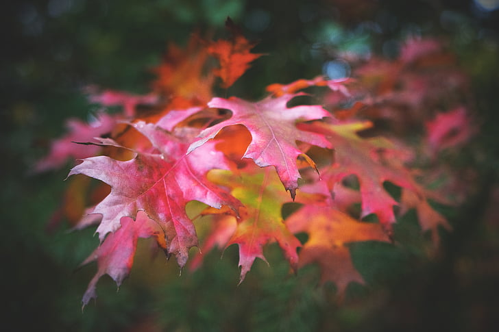listy, jeseň, Lístie pádu, Príroda, ružová, jesenné farby, Forest