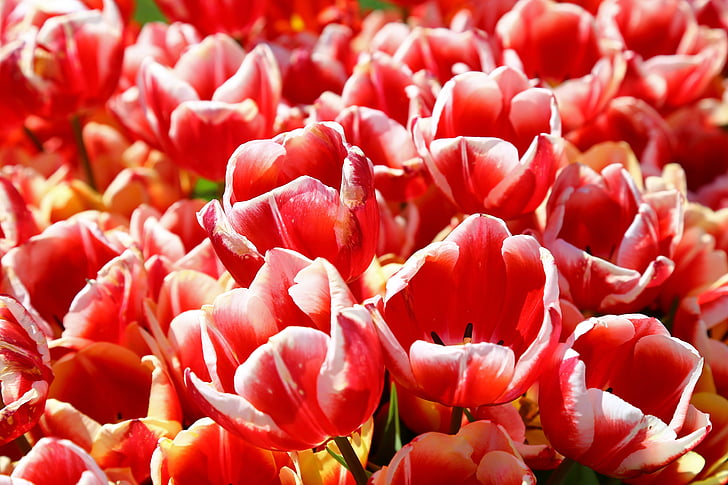 fleur, tulipes, rouge, printemps, fleurs, nature, plante