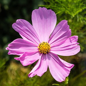 Sân vườn, Hoa, màu tím, mùa xuân