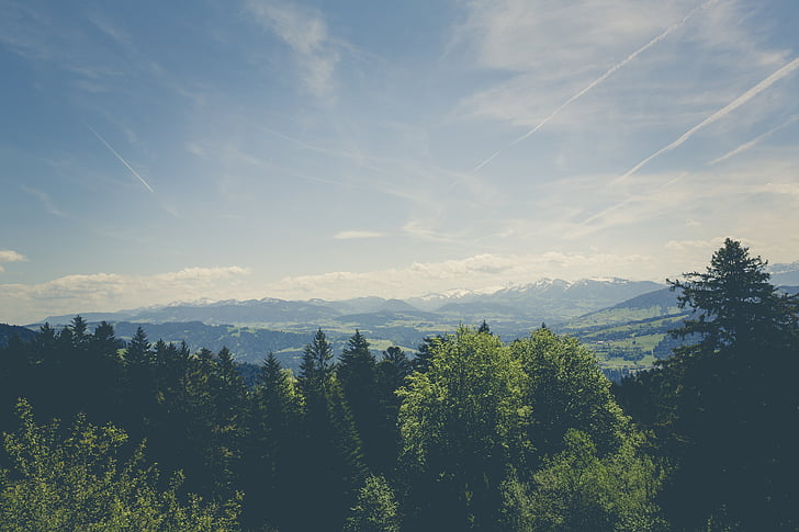 green, trees, plant, nature, forest, mountain, view