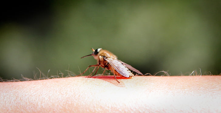 Mosquito, vliegen, hand, arm, insect, natuur, macro