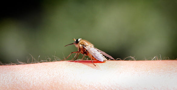 zanzara, volare, mano, braccio, insetto, natura, macro