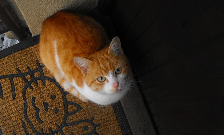 кошка, Tomcat, домашнее животное, Мяу