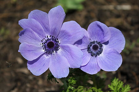 Anemone, puķe, zila, daudzgadīgu, dārza, augu, ziedu