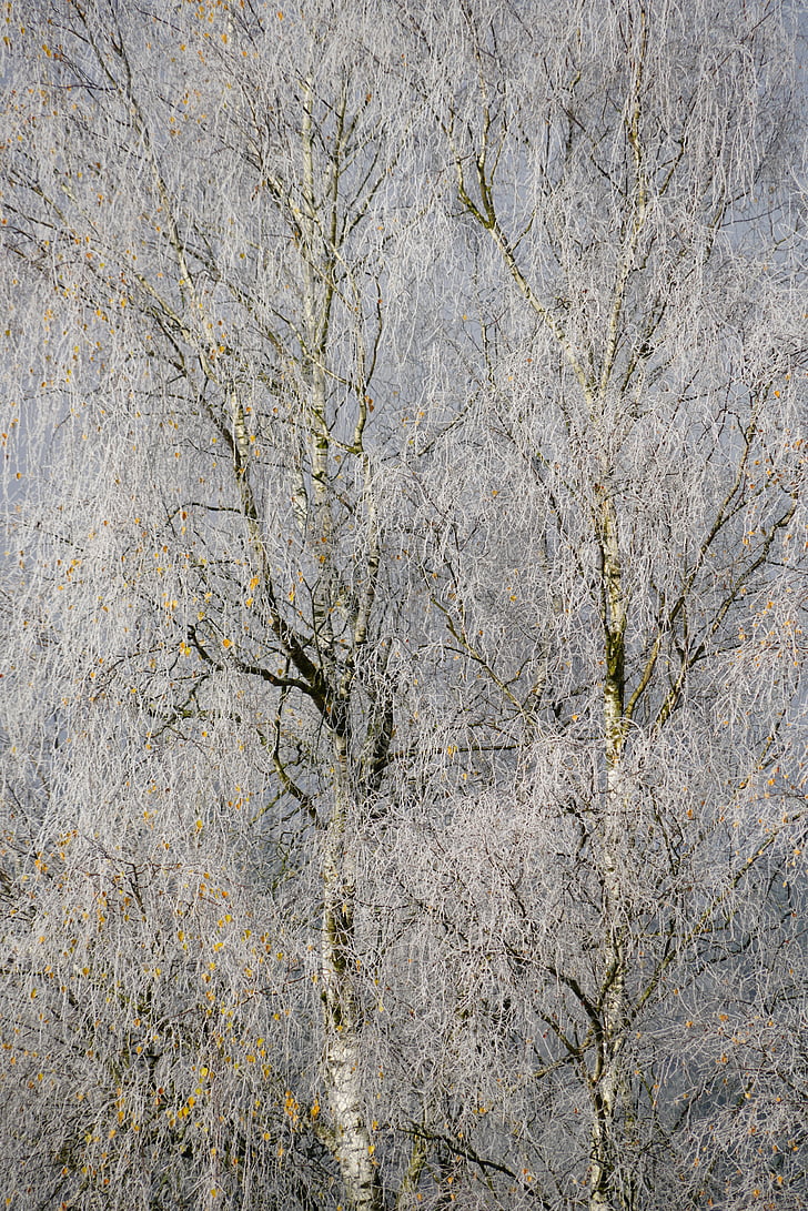 hoarfrost, cold, winter, trees, birch, winter time
