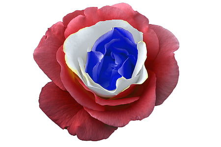 Rosa, França, tricolor, blau, blanc, vermell