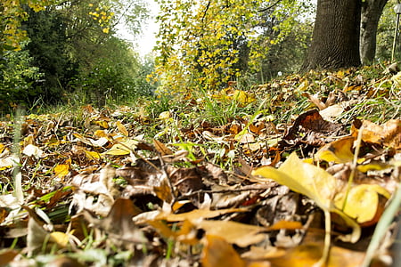 podzim, listy, Lesní půda, Příroda, strom, barevný podzim, barevné
