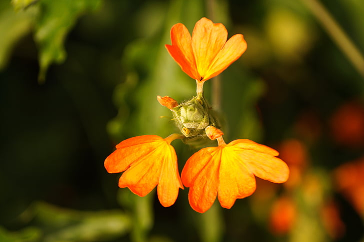 Crossandra infundibuliformis, sähikäinen kukka, kanakambaram kukka, kolme terälehti kukka, kukka, oranssi terälehti kukka, oranssi kukka