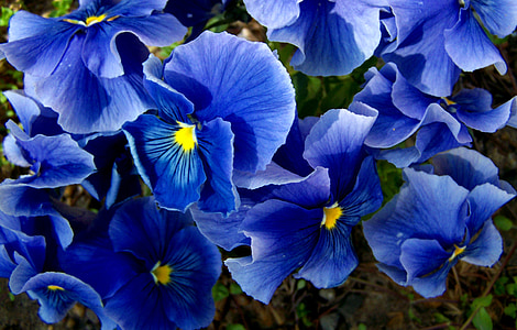 Pansy, azul, flor de primavera