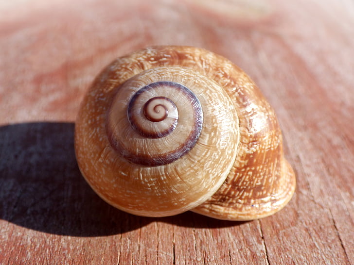 melc, Shell, spirala, Molluscum, animale shell, gasteropod, un animal