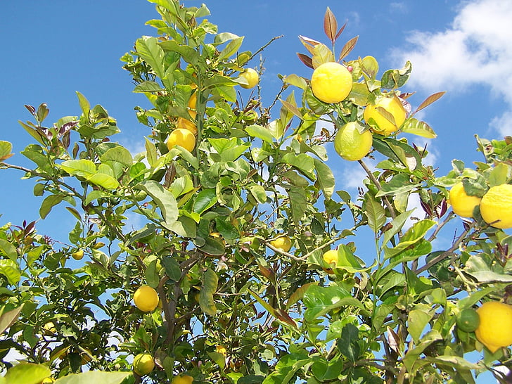 citrom, citromfa, gyümölcs, mediterrán, citrusfélék, fa, nyári