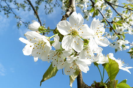 Blossom, Bloom, cseresznyevirág, fa, tavaszi, természet, táj