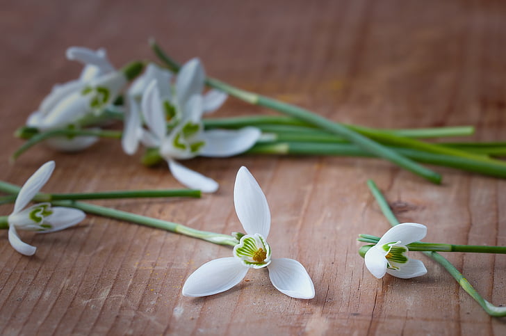 snowdrop, spring flowers, early bloomer, flowers, white, signs of spring, close