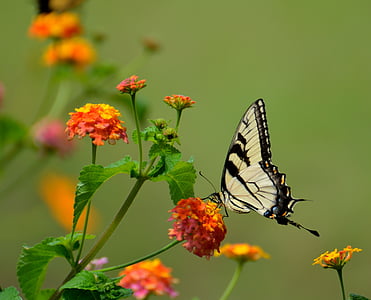 swallow tail, butterfly, insect, black, nature, resting, yellow
