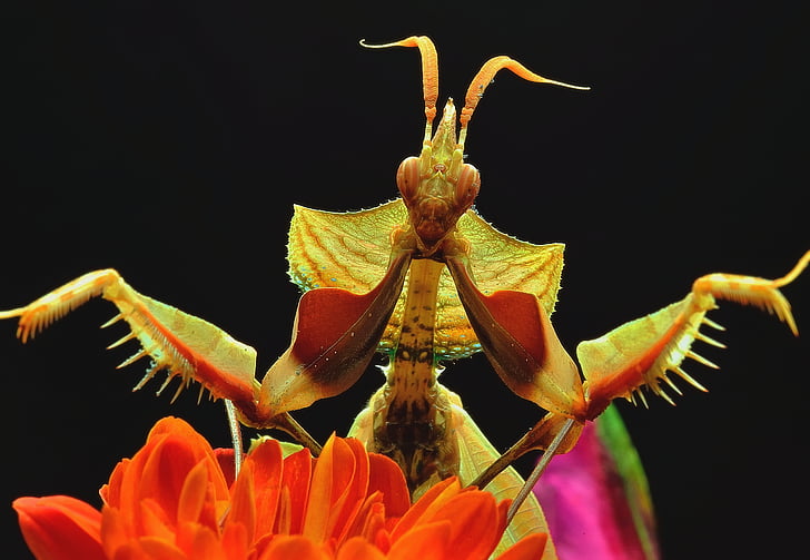 Blumen, Praying mantis, Makro, Blume, schwarzem Hintergrund, ein Tier, Insekt