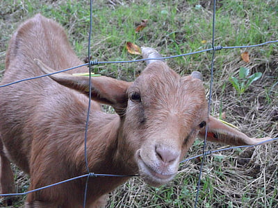 goat, fence, cheeky, farm, friendly, trustful, kid