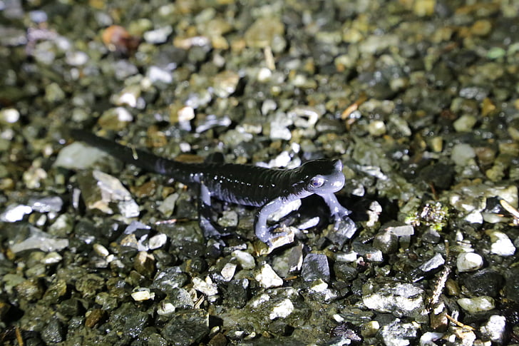 Alpenlandsalamander, salamander, wormsalamanders, amfibieën, Alpine, dier