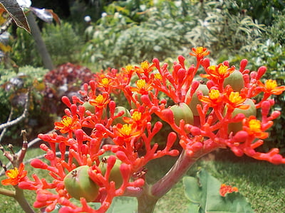 kwiat, kwiaty, Sri lanka, Natura, Peradeniya, Ceylon, czerwony