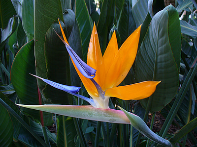 bird of paradise flower, bloom, colorful, floral, tropical, exotic, orange