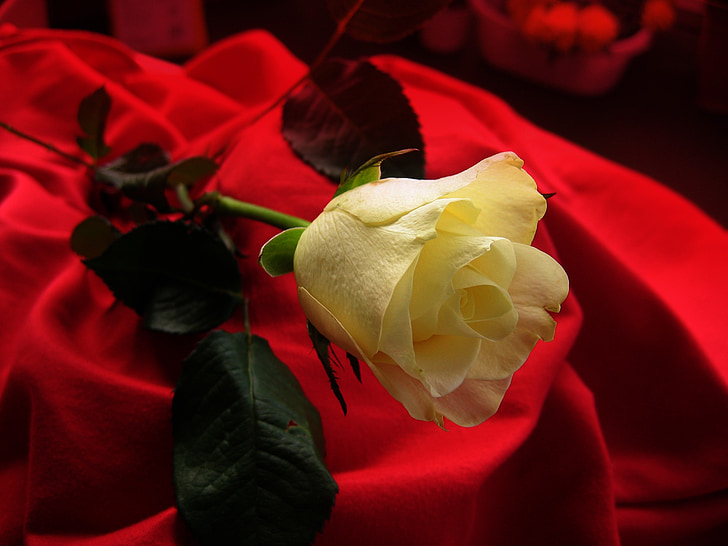 Роза, желтый, Блоссом, Блум, цветок, бархат, одеяло