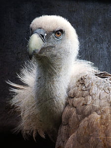 vulture, bird, bird of prey, beak, zoo, griffon vulture, feathers