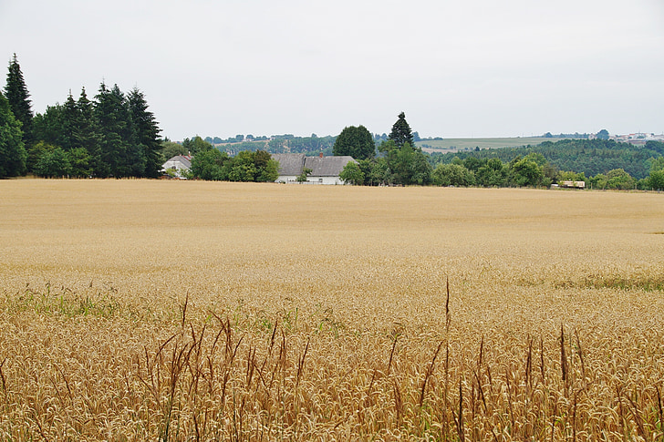 зерна, поле, Пшениця, Сільське господарство, літо, сільській місцевості