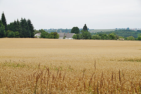 grain, field, wheat, agriculture, summer, countryside