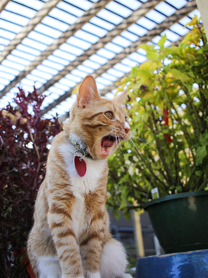 cat, yawning, kitten