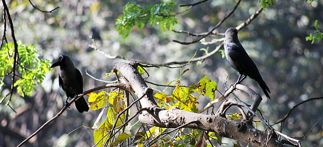 corvos, Ramos, pássaro, preto, galho, árvore, empoleirado