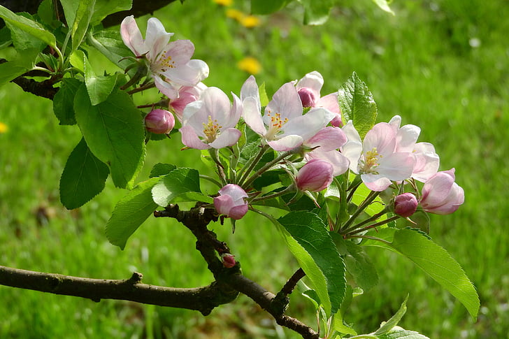 apple-blossom, apple tree, blooming apple tree, blooming, tree, fruit tree, pink flower