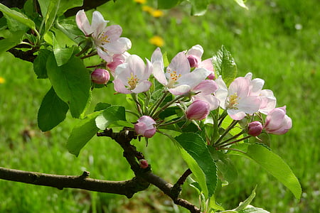 Apple blossom, Jabłoń, kwitnących jabłoni, Kwitnienie, drzewo, drzewo owocowe, różowy kwiat