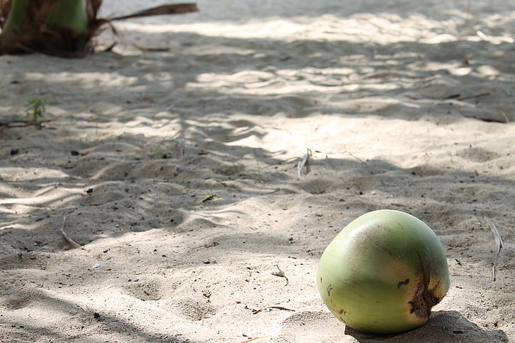 Playa, coco, arena, tropical, vacaciones, árbol de coco, soleado