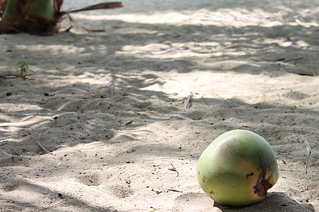 plajă, nucă de cocos, nisip, tropicale, vacanta, nucă de cocos copac, însorit