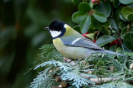 putns, Songbird, Zīle, parus galvenās, dārza, kas meklē barību, vienam dzīvniekam