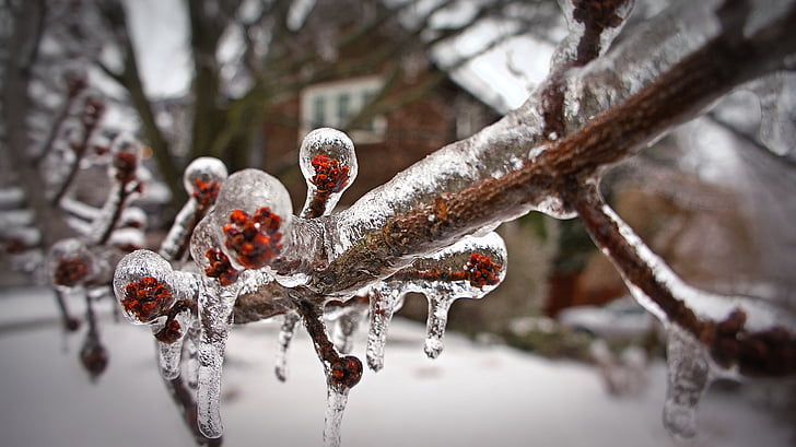 снежна буря, замразени, клон, зимни, лоши метеорологични условия, Торонто, дърво