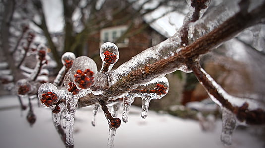 tormenta de hielo, congelados, rama, invierno, condiciones de mal tiempo, Toronto, árbol