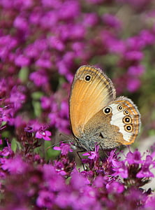 papillon, dossier public, insecte, nature, papillon - insecte, fleur, animal
