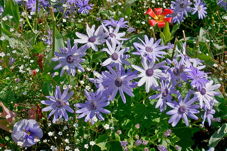 spring flowers, flowers trough, flowers, marguerite, blue, planting, floral decorations