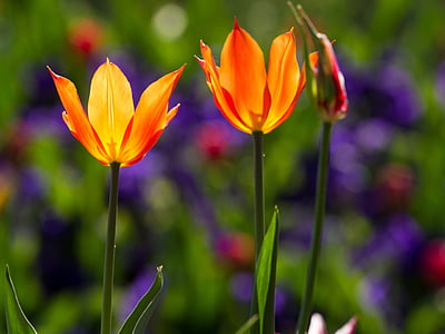 tulipani, pomlad, svetlobe, pisane, cvetje, makro