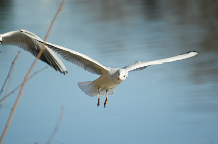 seagull, bird, water bird, fly, flight, seevogel, close