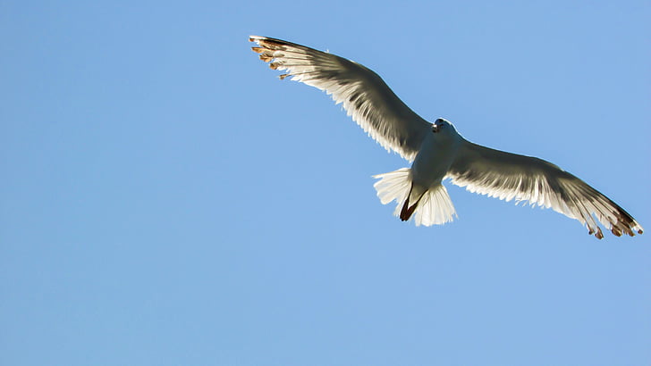 Seagull, Sea bird, wit, op zoek, schaduw, zee, natuur