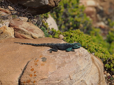 Lagarto, animal, Sudáfrica, roca