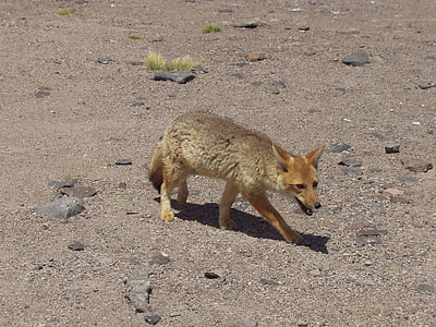Fuchs, salvatge, animal, desert de, desert d'Atacama, Xile