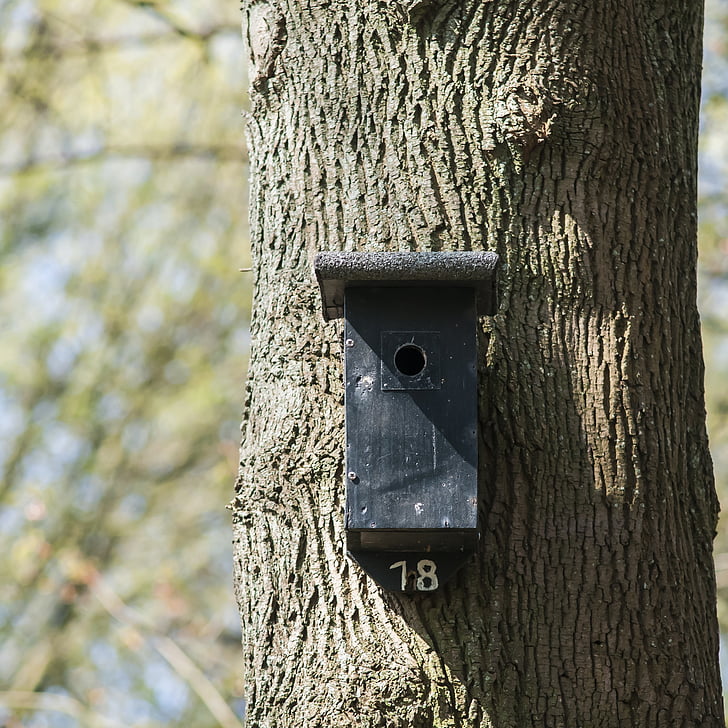 nest box, birdhouse, forest, house, nature, spring, tree