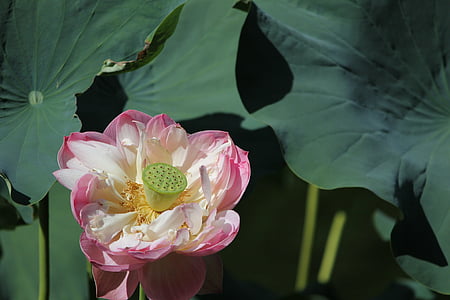 blomst, Lotus, lotusblomst, anlegget, dammen, rosa, botanikk