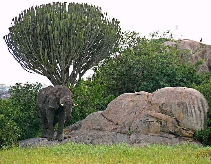 Serengeti, elefante, candelabros, árvore, Tanzânia, África