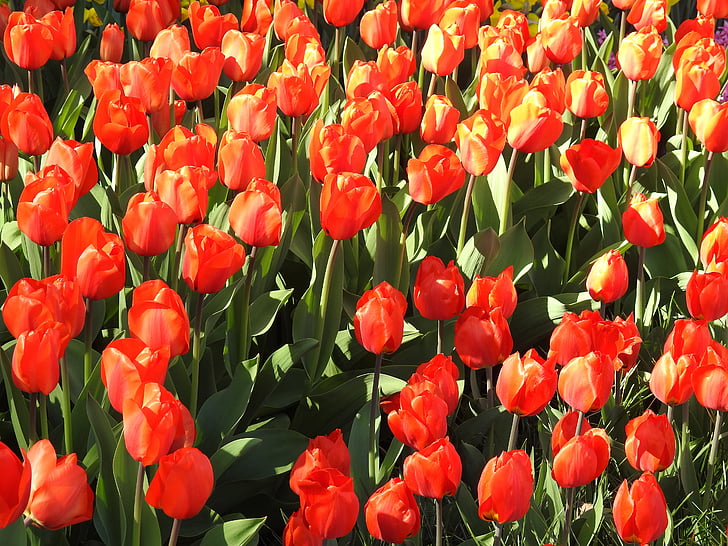 tulipas, Tulipa, flor, Primavera, floral, natureza, flor