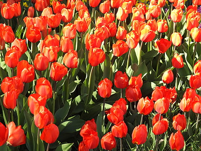 tulipes, Tulipa, flor, primavera, floral, natura, flor