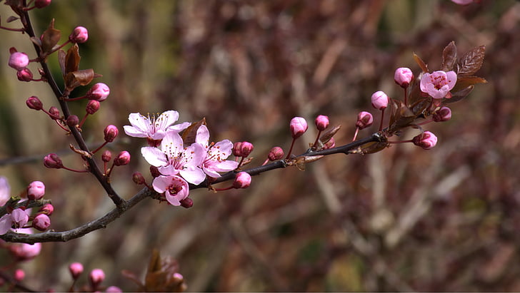 květ, Bloom, růžová, třešňový květ, jaro, větev, strom