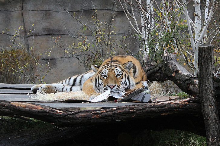 Tigre, Bush, animal, jardim zoológico, madeira, laranja, marrom
